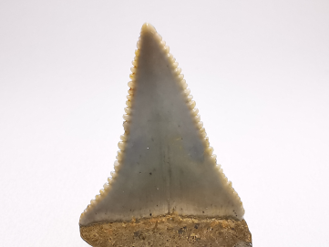 Fossil tooth of Great white shark: Carcharodon carcharias