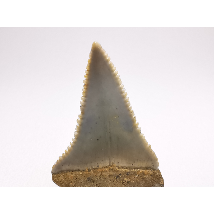 Fossil tooth of Great white shark: Carcharodon carcharias