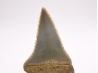 Fossil tooth of Great white shark: Carcharodon carcharias