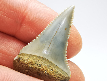 Fossil tooth of Great white shark: Carcharodon carcharias