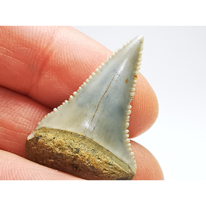 Fossil tooth of Great white shark: Carcharodon carcharias