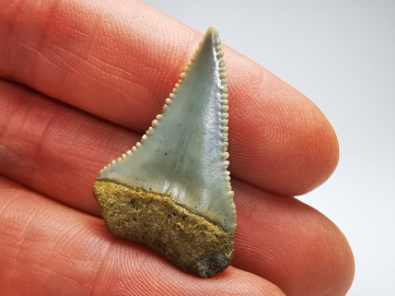 Fossil tooth of Great white shark: Carcharodon carcharias