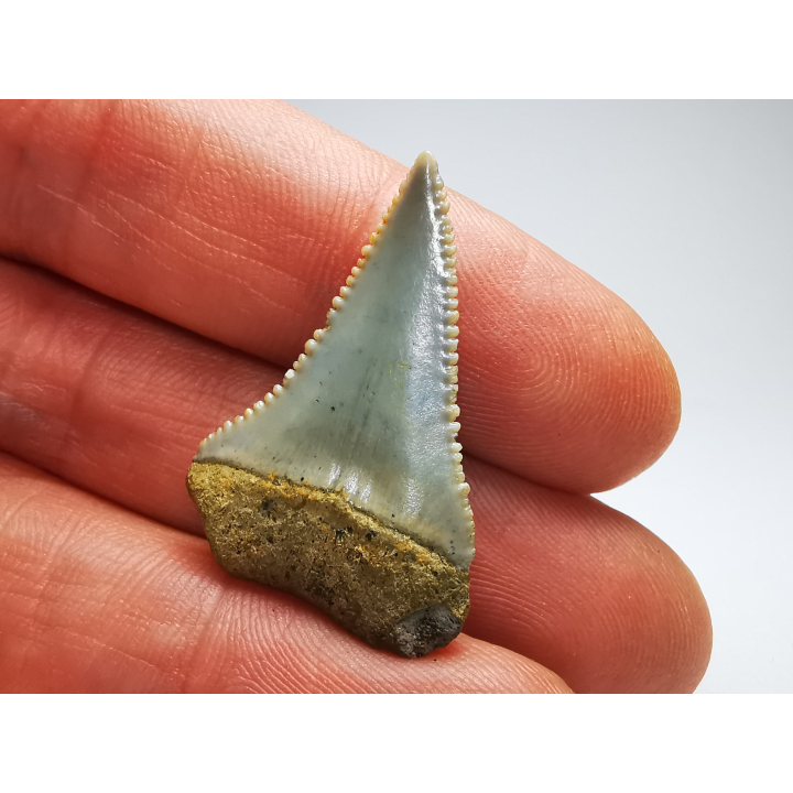 Fossil tooth of Great white shark: Carcharodon carcharias