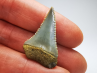 Fossil tooth of Great white shark: Carcharodon carcharias