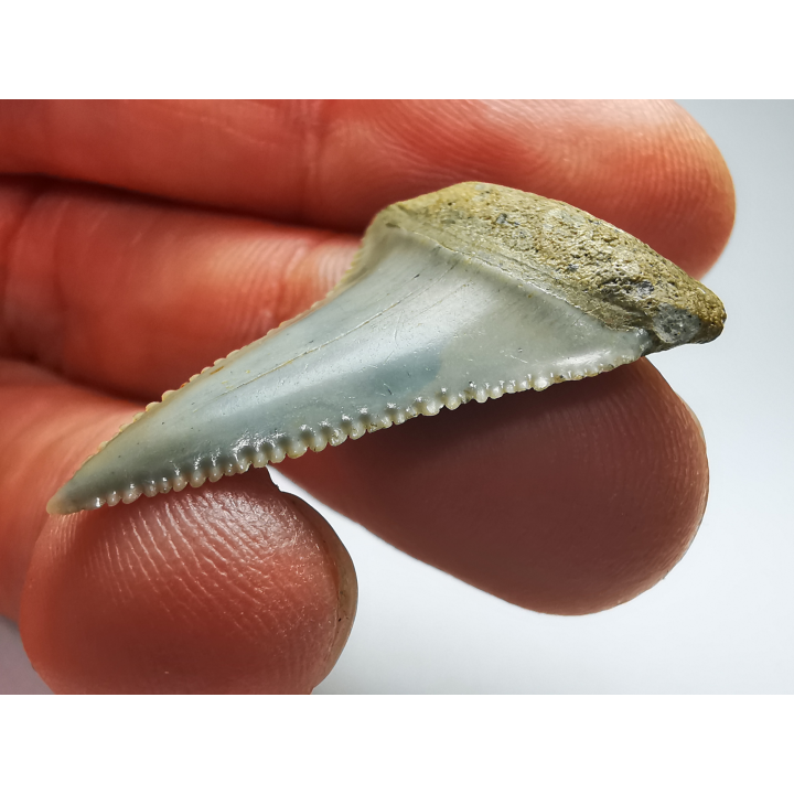 Fossil tooth of Great white shark: Carcharodon carcharias