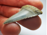 Fossil tooth of Great white shark: Carcharodon carcharias