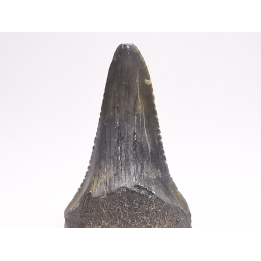 Dent fossile du GRAND REQUIN BLANC : Carcharodon carcharias