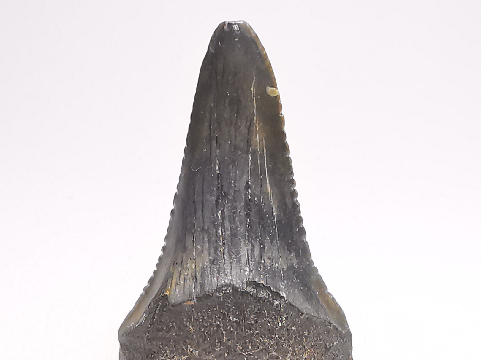 Fossil tooth of Great white shark: Carcharodon carcharias