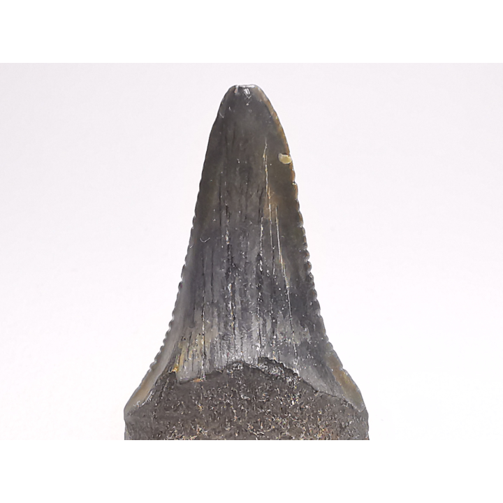 Dent fossile du GRAND REQUIN BLANC : Carcharodon carcharias