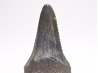 Fossil tooth of Great white shark: Carcharodon carcharias