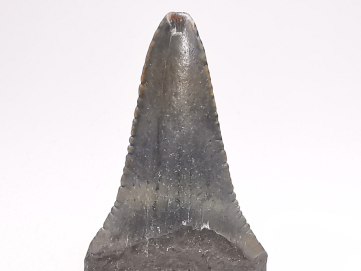 Dent fossile du GRAND REQUIN BLANC : Carcharodon carcharias