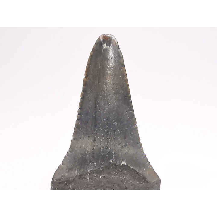 Fossil tooth of Great white shark: Carcharodon carcharias