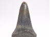 Dent fossile du GRAND REQUIN BLANC : Carcharodon carcharias