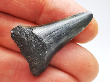 Fossil tooth of Great white shark: Carcharodon carcharias