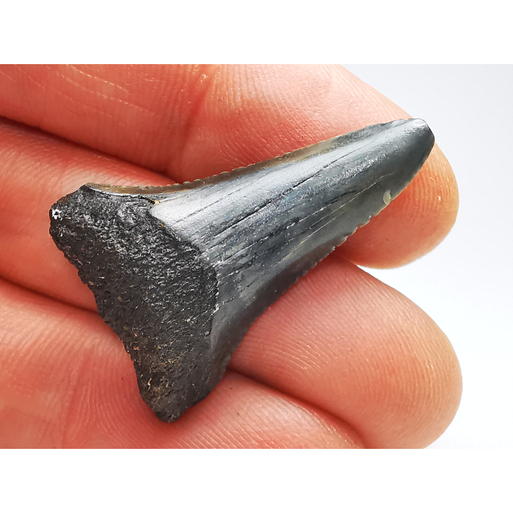 Fossil tooth of Great white shark: Carcharodon carcharias