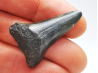 Fossil tooth of Great white shark: Carcharodon carcharias