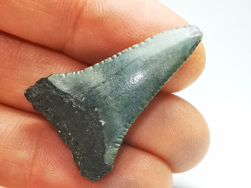 Dent fossile du GRAND REQUIN BLANC : Carcharodon carcharias