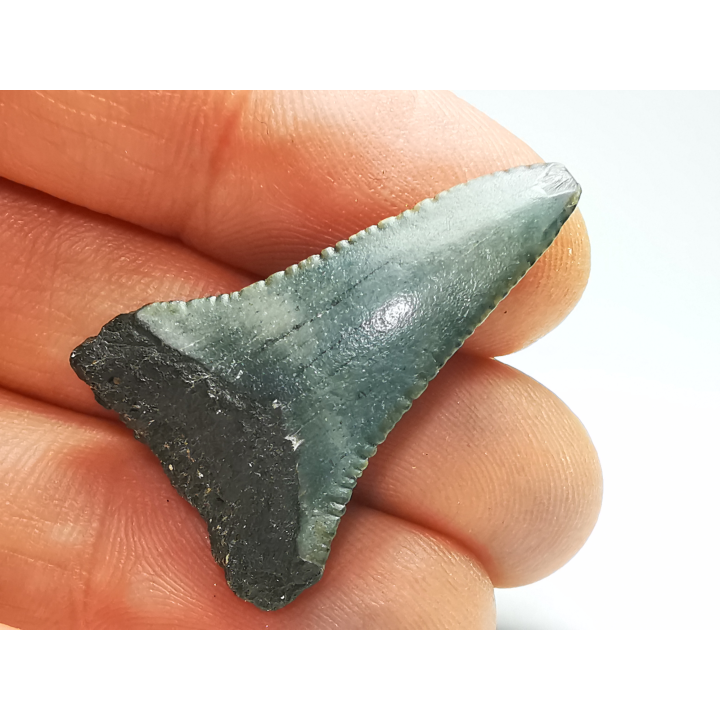 Dent fossile du GRAND REQUIN BLANC : Carcharodon carcharias