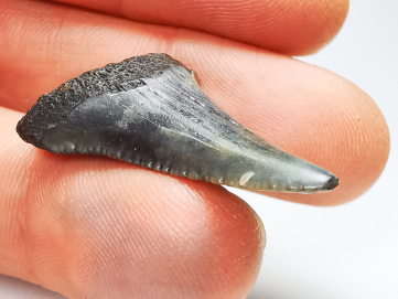 Fossil tooth of Great white shark: Carcharodon carcharias