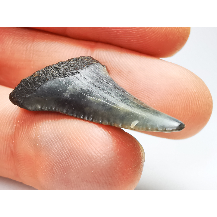 Dent fossile du GRAND REQUIN BLANC : Carcharodon carcharias