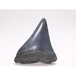 Fossil tooth of Great white shark: Carcharodon carcharias