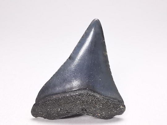 Dent fossile du GRAND REQUIN BLANC : Carcharodon carcharias