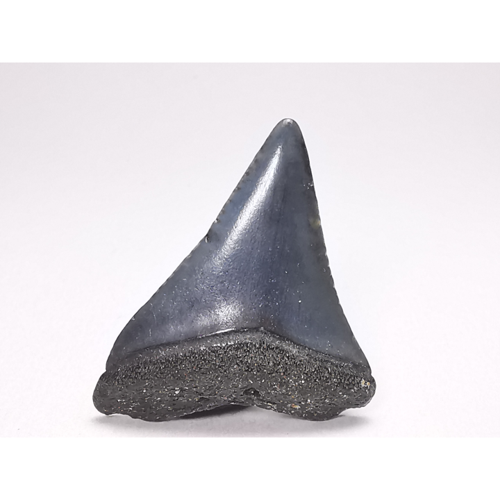 Fossil tooth of Great white shark: Carcharodon carcharias