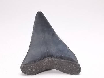 Dent fossile du GRAND REQUIN BLANC : Carcharodon carcharias