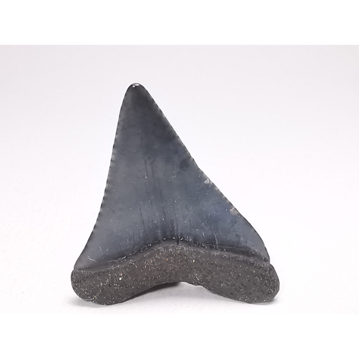 Fossil tooth of Great white shark: Carcharodon carcharias