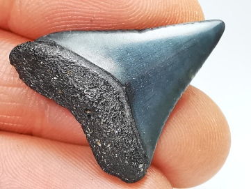 Dent fossile du GRAND REQUIN BLANC : Carcharodon carcharias