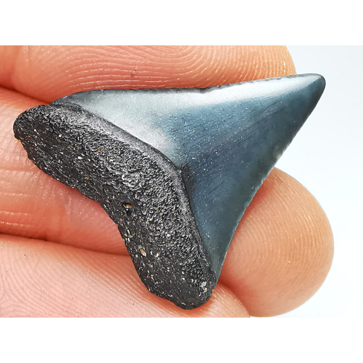 Dent fossile du GRAND REQUIN BLANC : Carcharodon carcharias