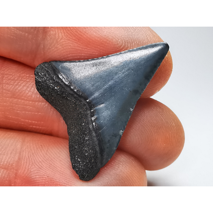 Fossil tooth of Great white shark: Carcharodon carcharias