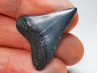 Fossil tooth of Great white shark: Carcharodon carcharias