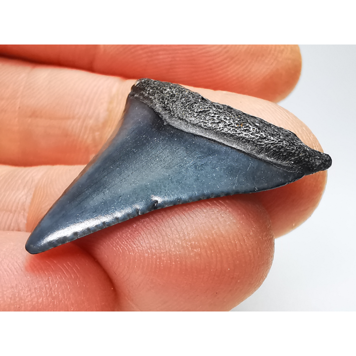 Fossil tooth of Great white shark: Carcharodon carcharias