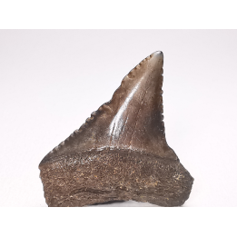 Dent fossile du GRAND REQUIN BLANC : Carcharodon carcharias