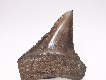 Dent fossile du GRAND REQUIN BLANC : Carcharodon carcharias