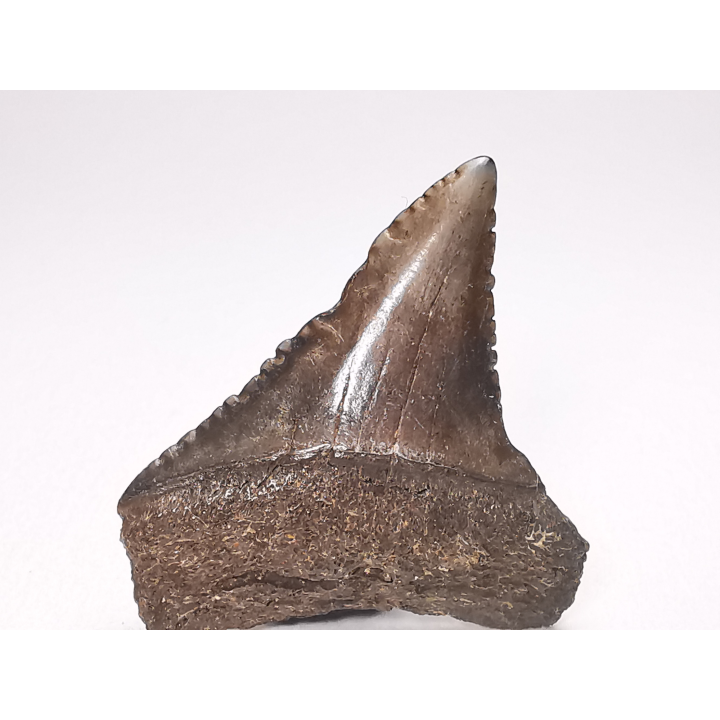 Fossil tooth of Great white shark: Carcharodon carcharias