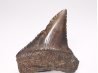Fossil tooth of Great white shark: Carcharodon carcharias