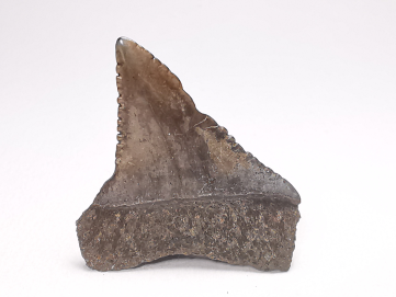 Dent fossile du GRAND REQUIN BLANC : Carcharodon carcharias