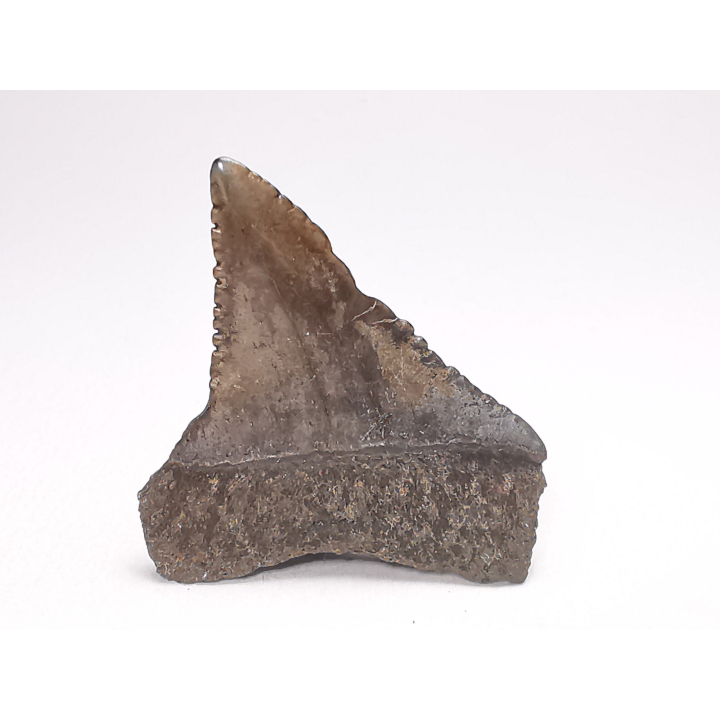 Dent fossile du GRAND REQUIN BLANC : Carcharodon carcharias