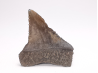 Dent fossile du GRAND REQUIN BLANC : Carcharodon carcharias