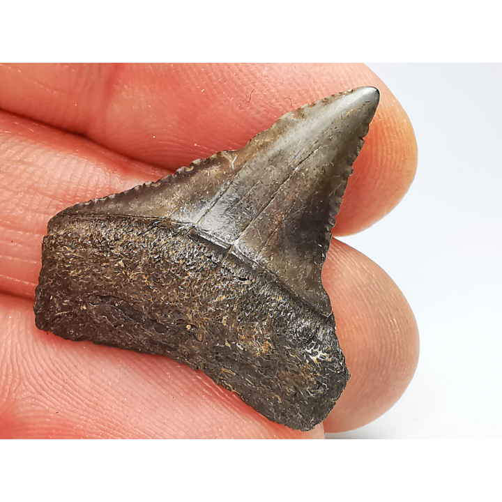 Fossil tooth of Great white shark: Carcharodon carcharias