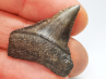 Fossil tooth of Great white shark: Carcharodon carcharias