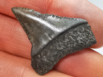 Dent fossile du GRAND REQUIN BLANC : Carcharodon carcharias