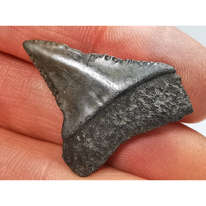 Fossil tooth of Great white shark: Carcharodon carcharias