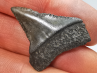 Fossil tooth of Great white shark: Carcharodon carcharias