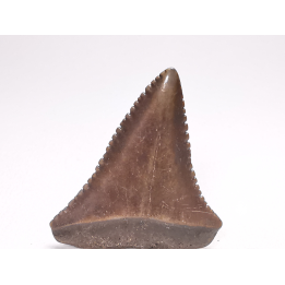 Dent fossile du GRAND REQUIN BLANC : Carcharodon carcharias