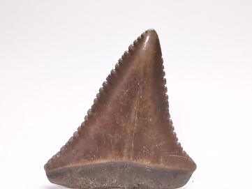 Fossil tooth of Great white shark: Carcharodon carcharias