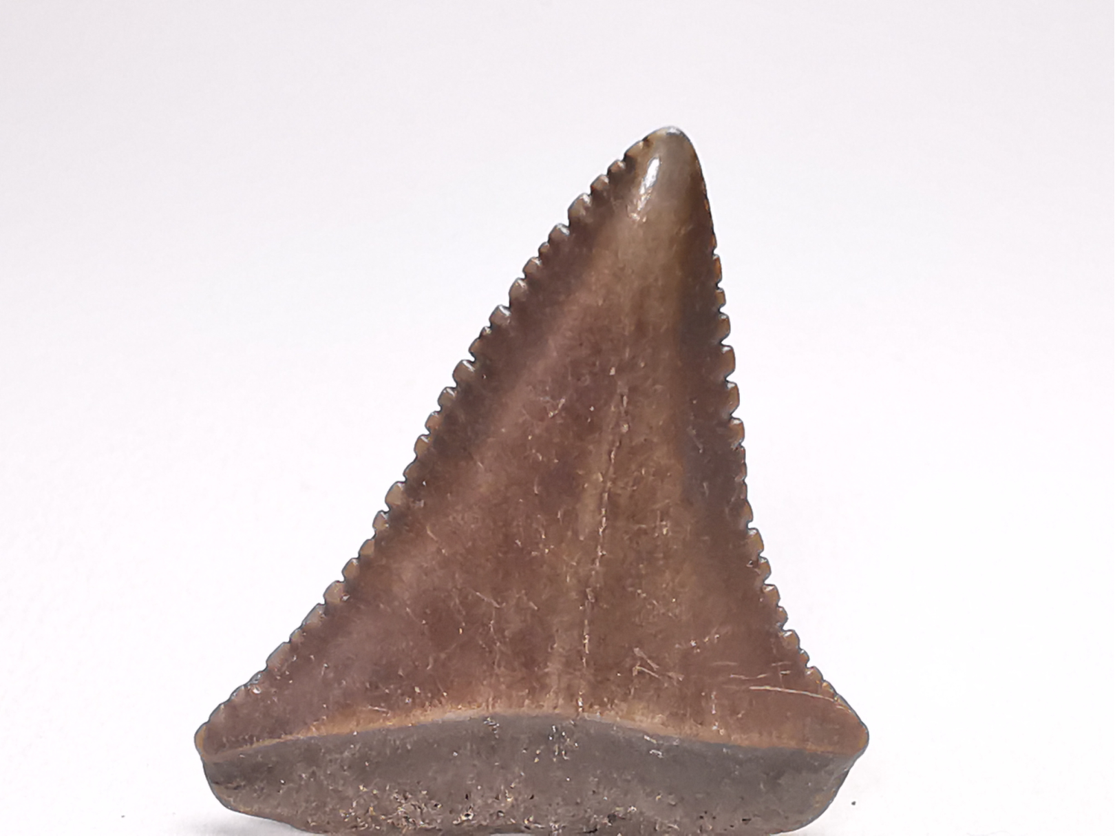 Fossil tooth of Great white shark: Carcharodon carcharias