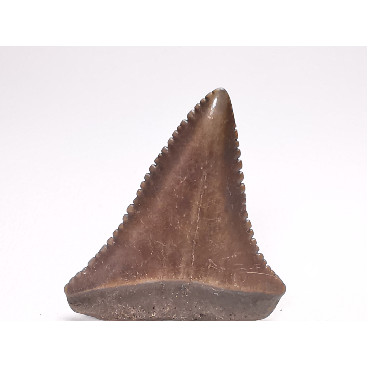 Fossil tooth of Great white shark: Carcharodon carcharias